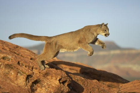 inca puma